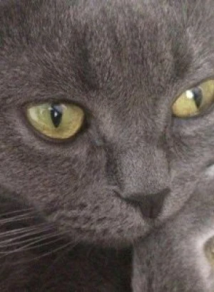 Новый дополнительный адрес www.selezen.club и другие новости обновления 3.653