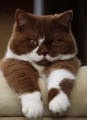 Запуск online.selezen.net - поиск фильмов для онлайн просмотра